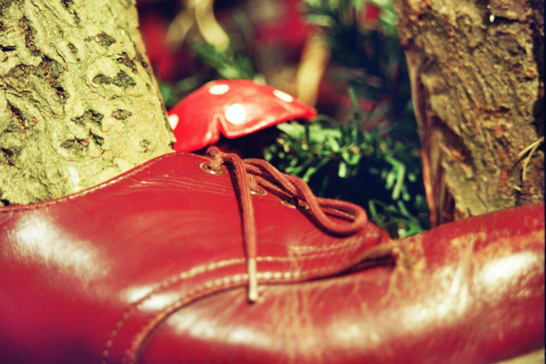 Pressefoto Ein Baum Joachim Berger