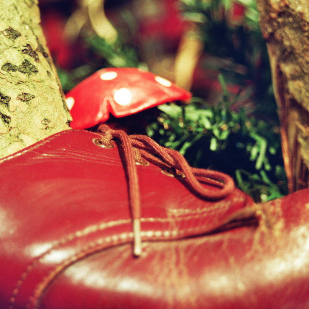 Pressefoto Ein Baum Joachim Berger